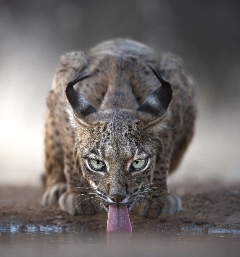 Пиренейская рысь | Пикабу