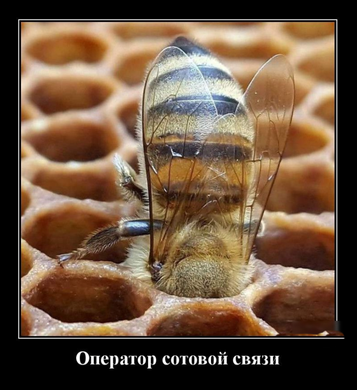 Люблю медок... | Пикабу