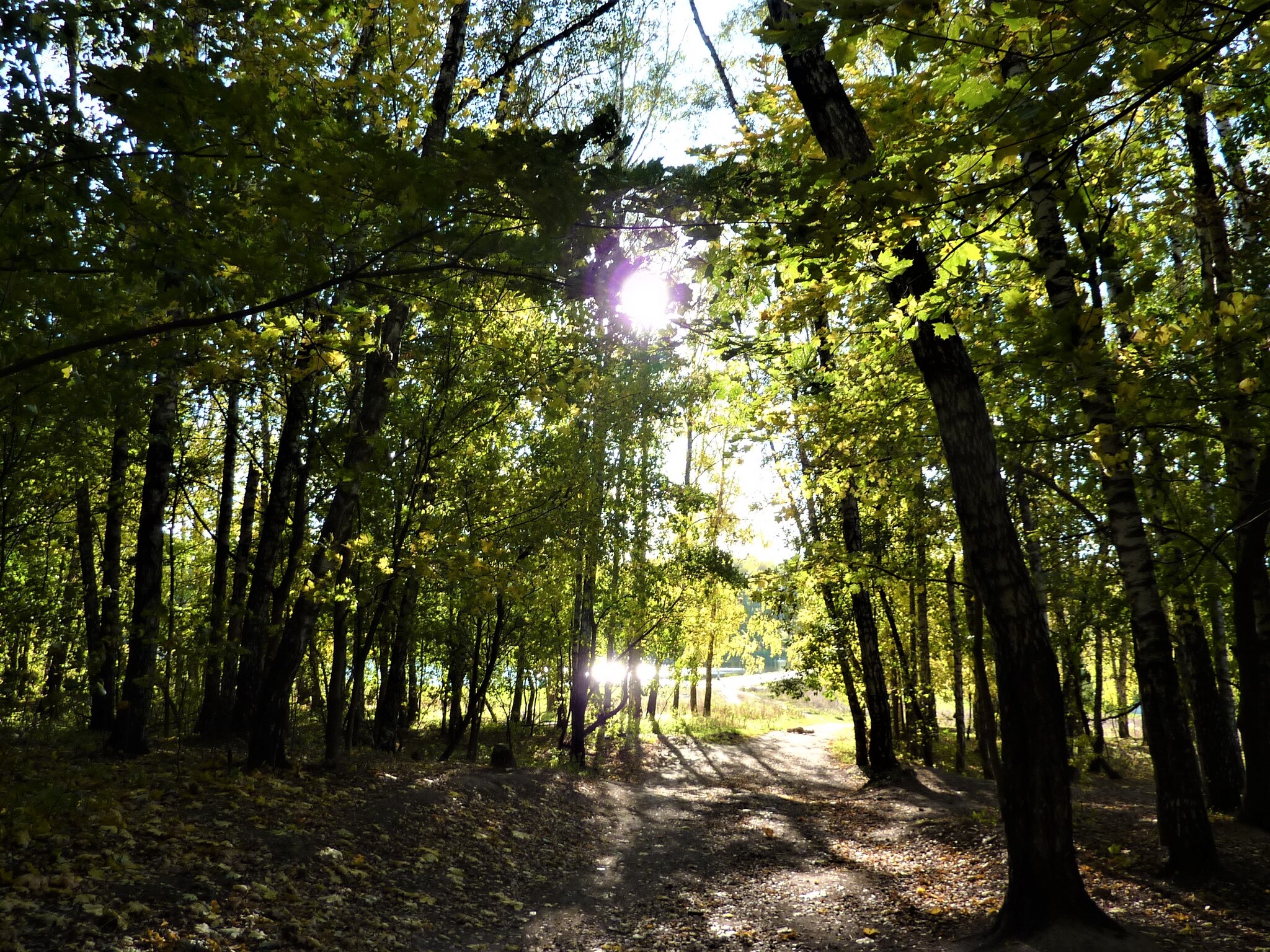 Лесные тропинки | Пикабу
