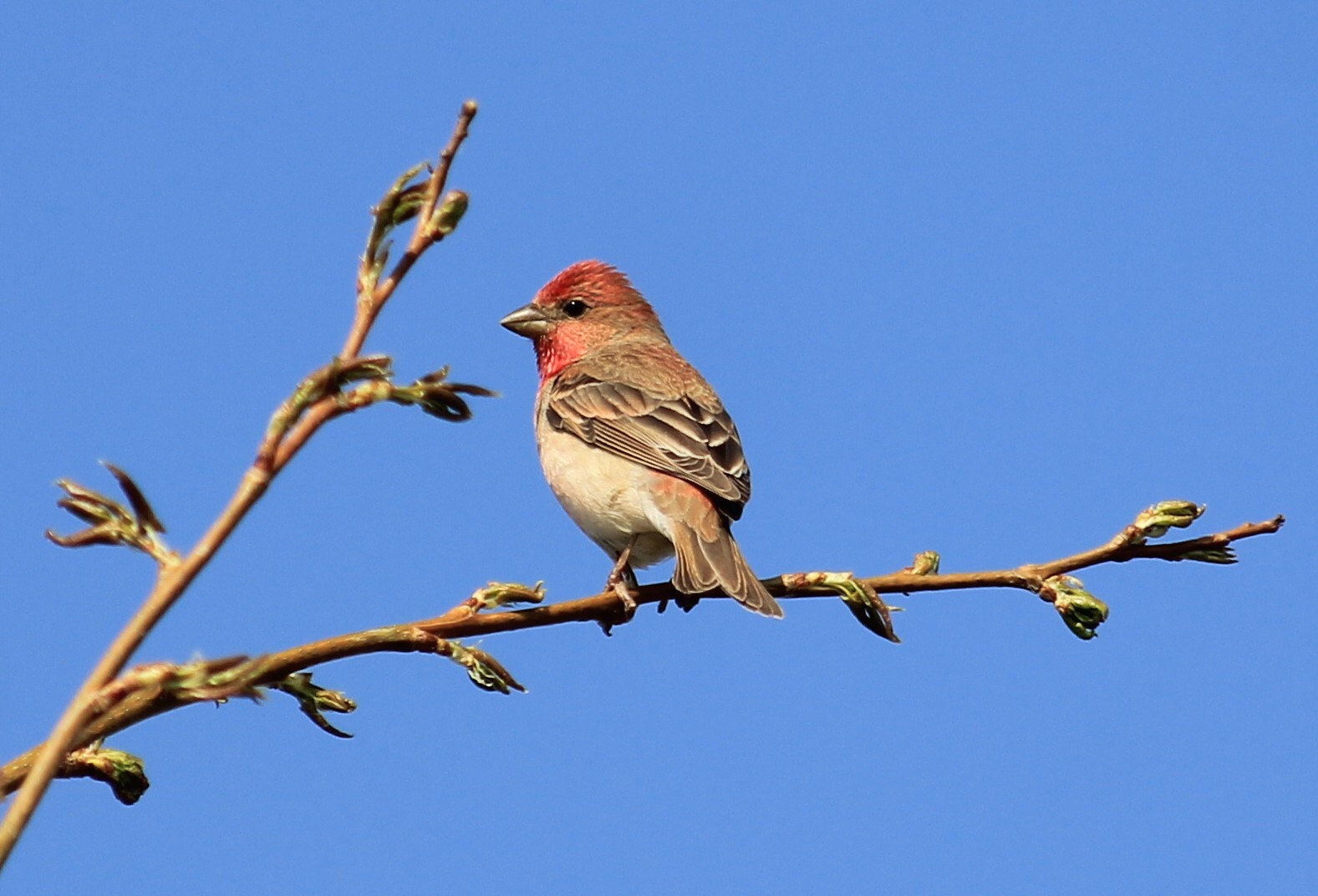 Чечевица обыкновенная (Carpodacus erythrinus)