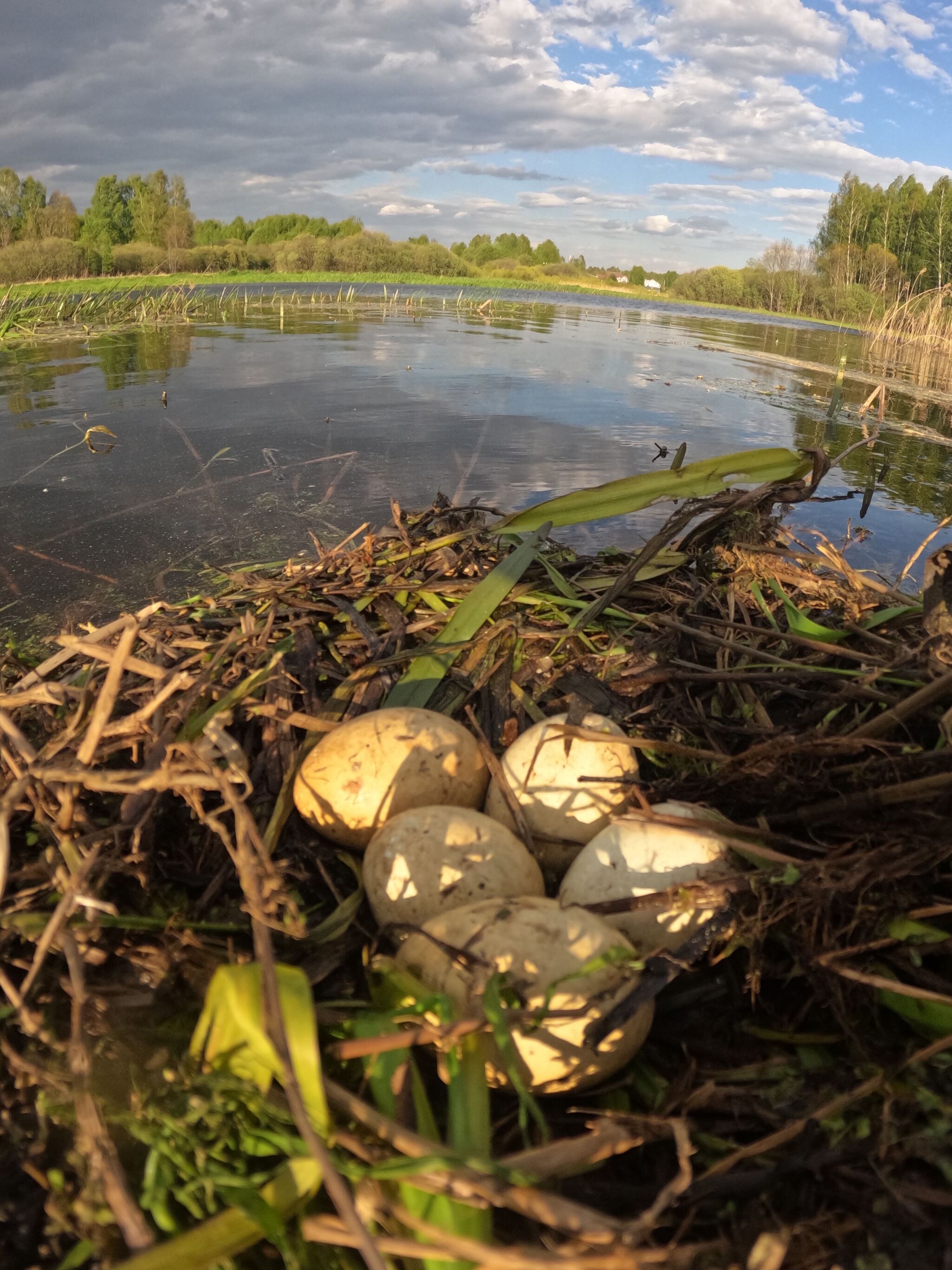 Только что, с сапа | Пикабу