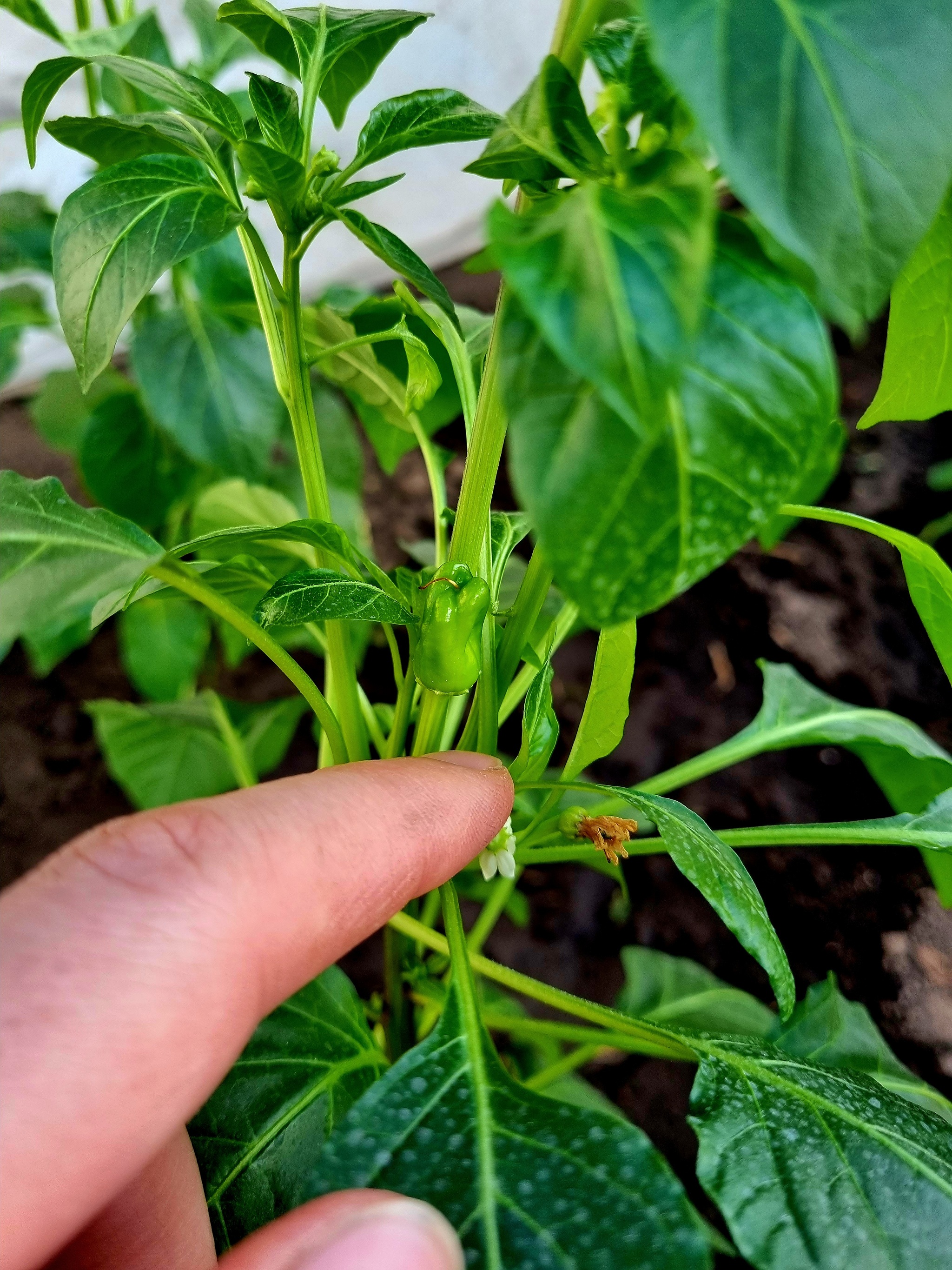 2й Сезон грунта открыт | Пикабу