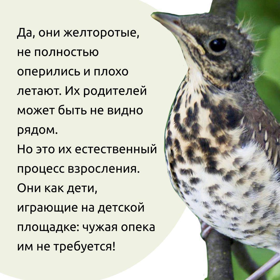 Появились слётки птиц - их не нужно спасать | Пикабу