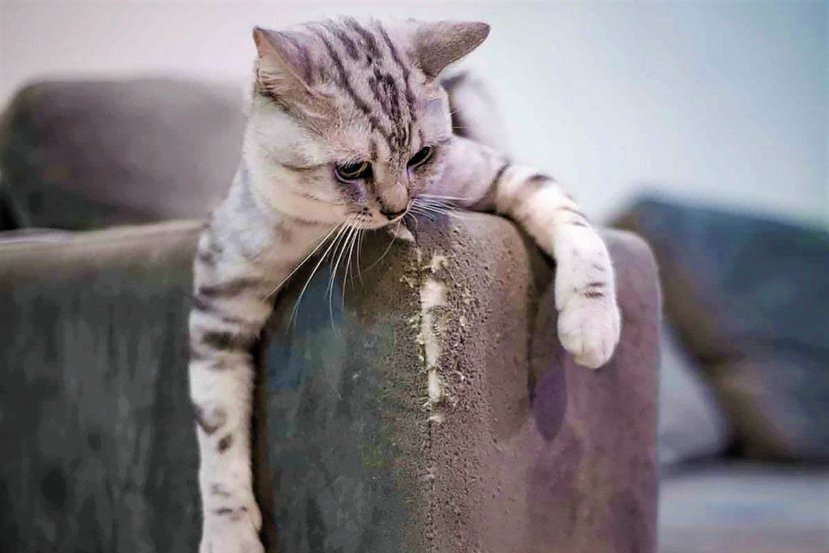 Котики они всегда котики) | Пикабу