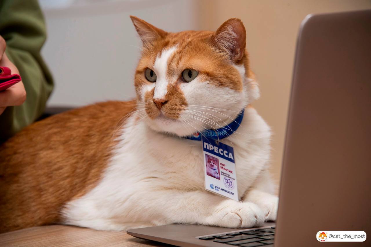 кот журналист. кот ведущий новостей. кошачий фотограф. репортер рыжий кот. кот журналист.