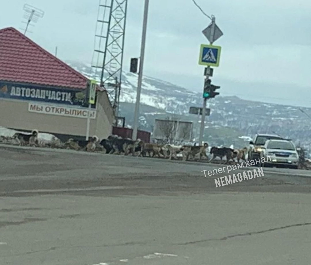 Тем временем в Магадане | Пикабу