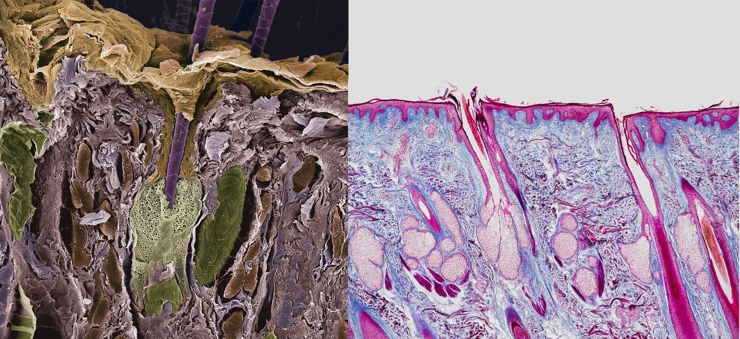 Волосы человека под микроскопом | Пикабу