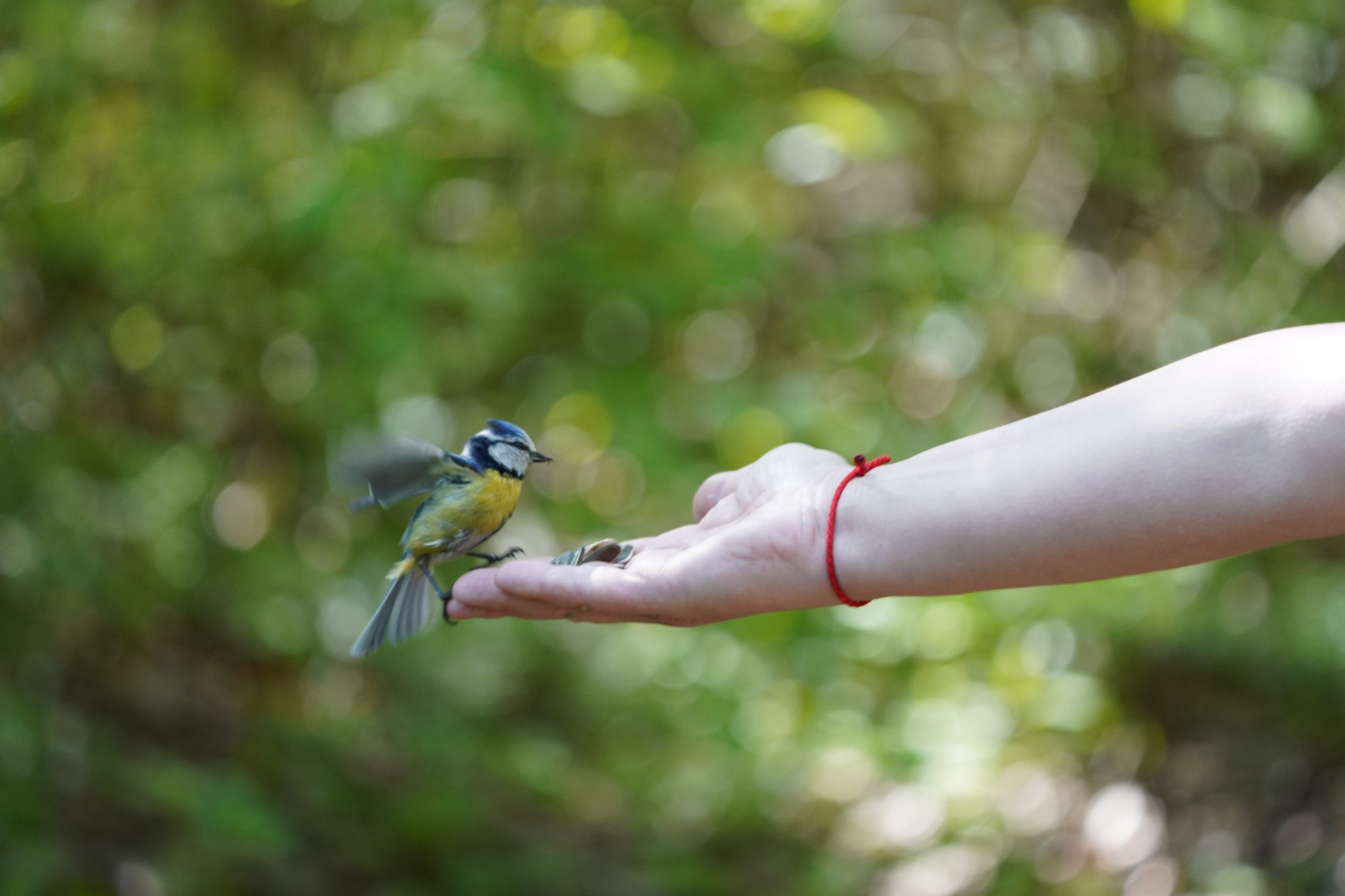 Обыкновенная лазоревка | Пикабу