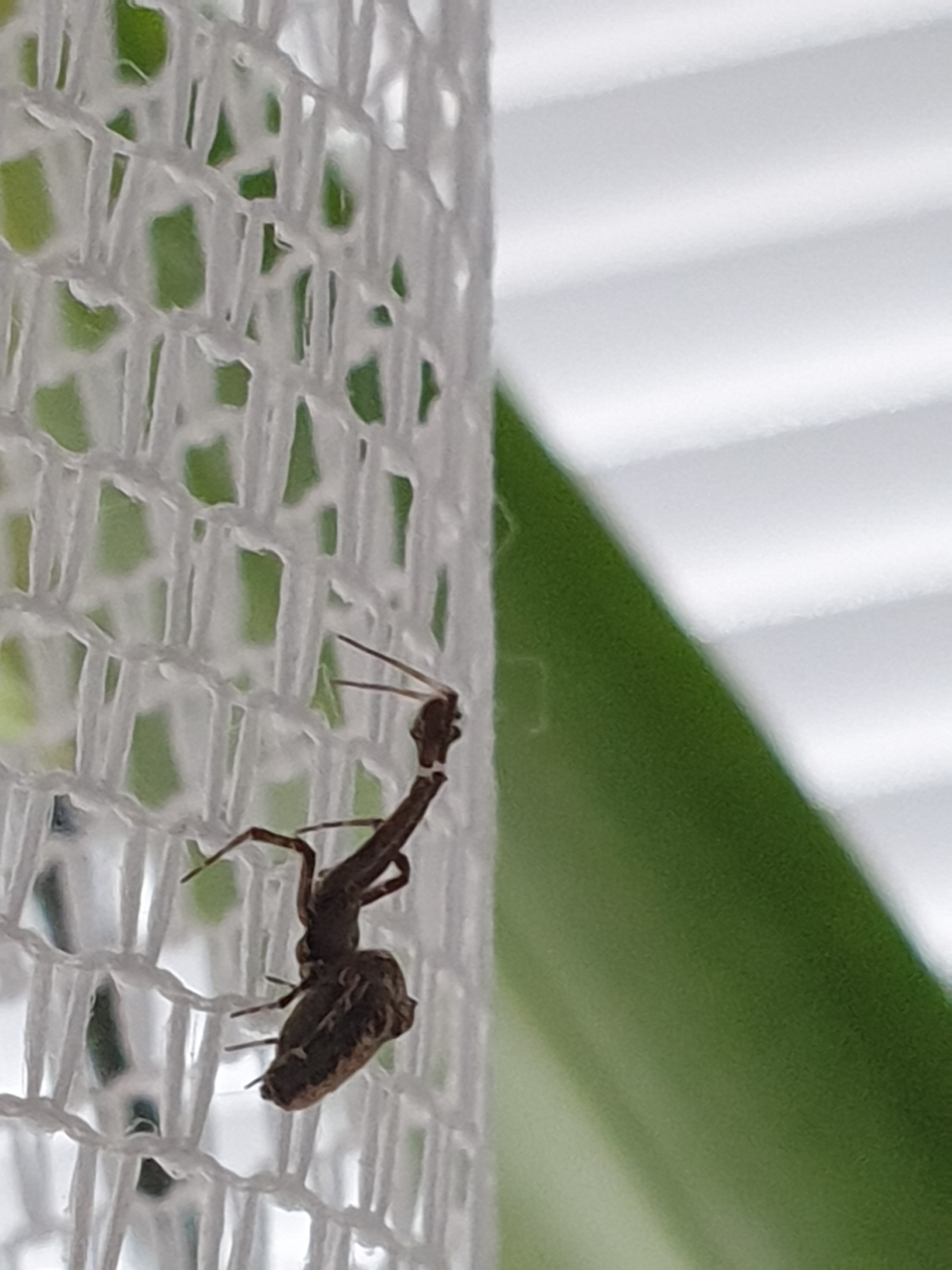 Помогите идентифицировать пожалуйста | Пикабу