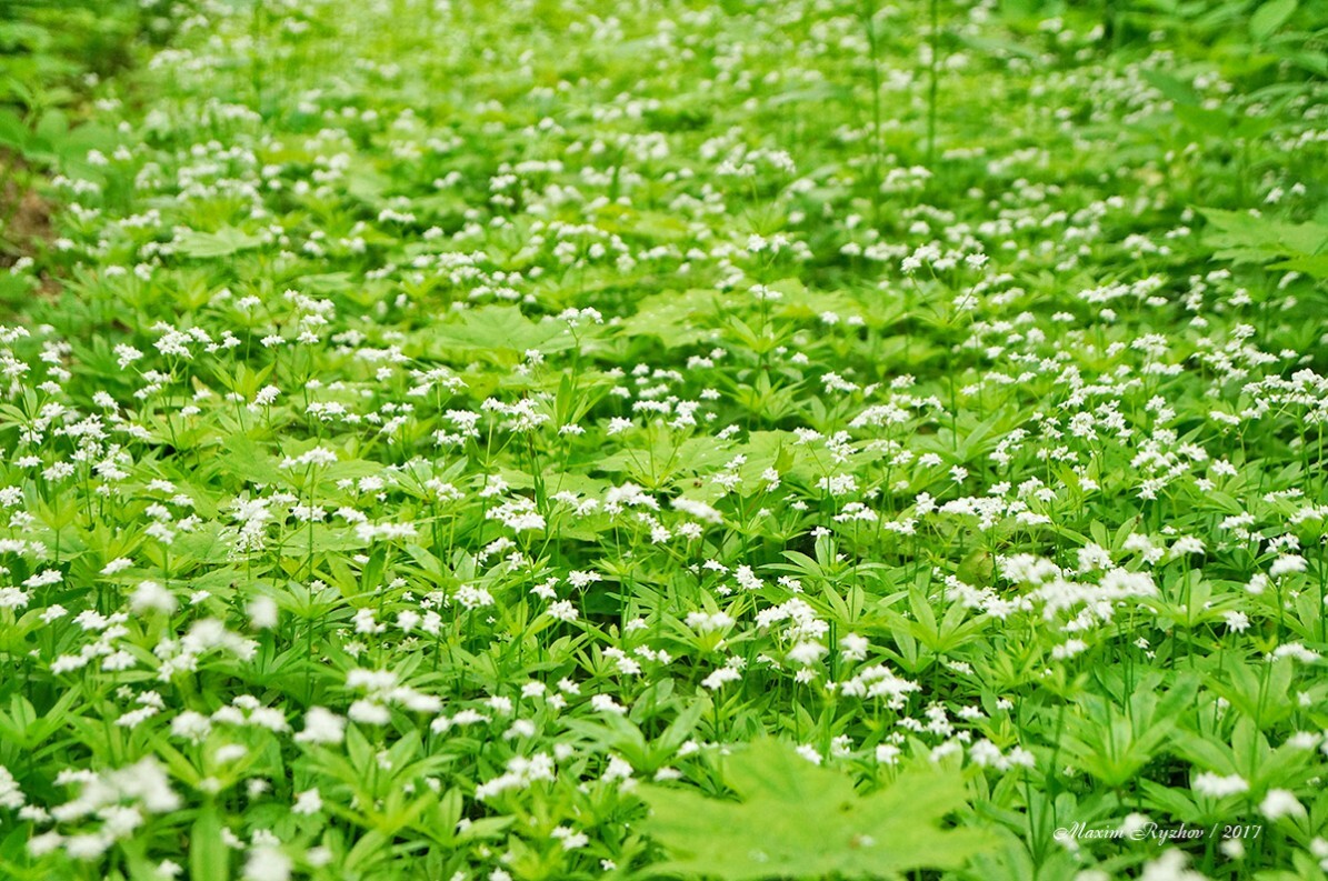 Весенний лес | Пикабу