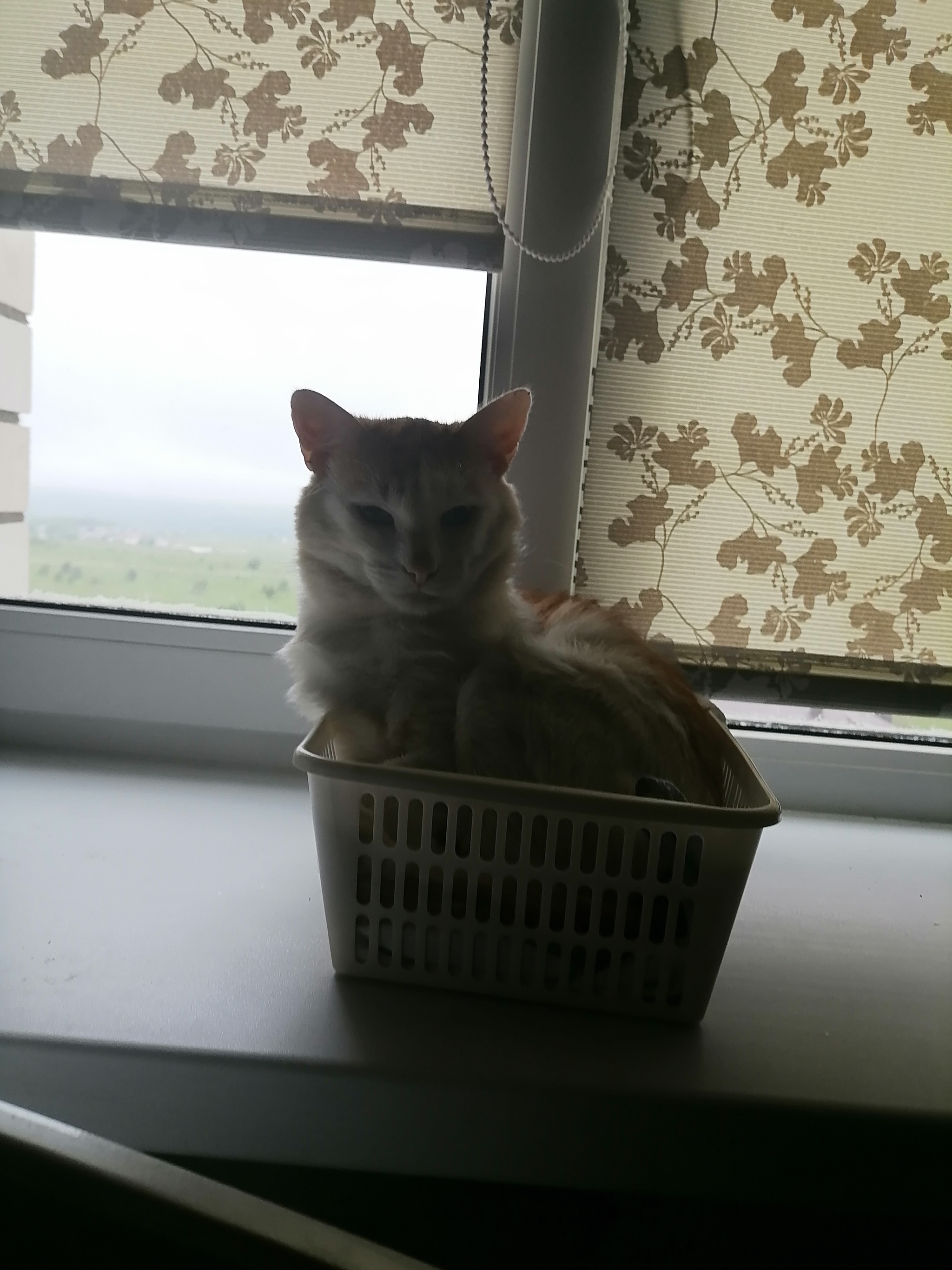 Питание кота | Пикабу