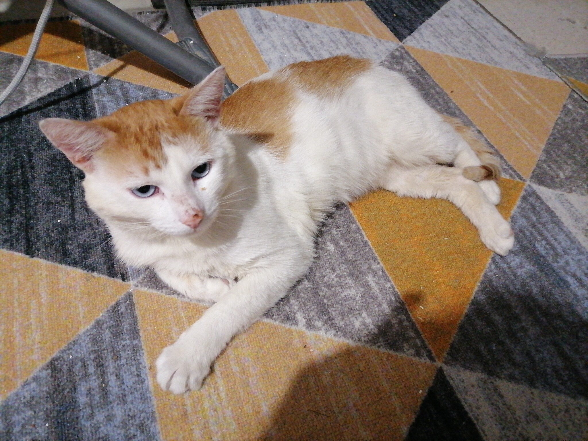 Питание кота | Пикабу