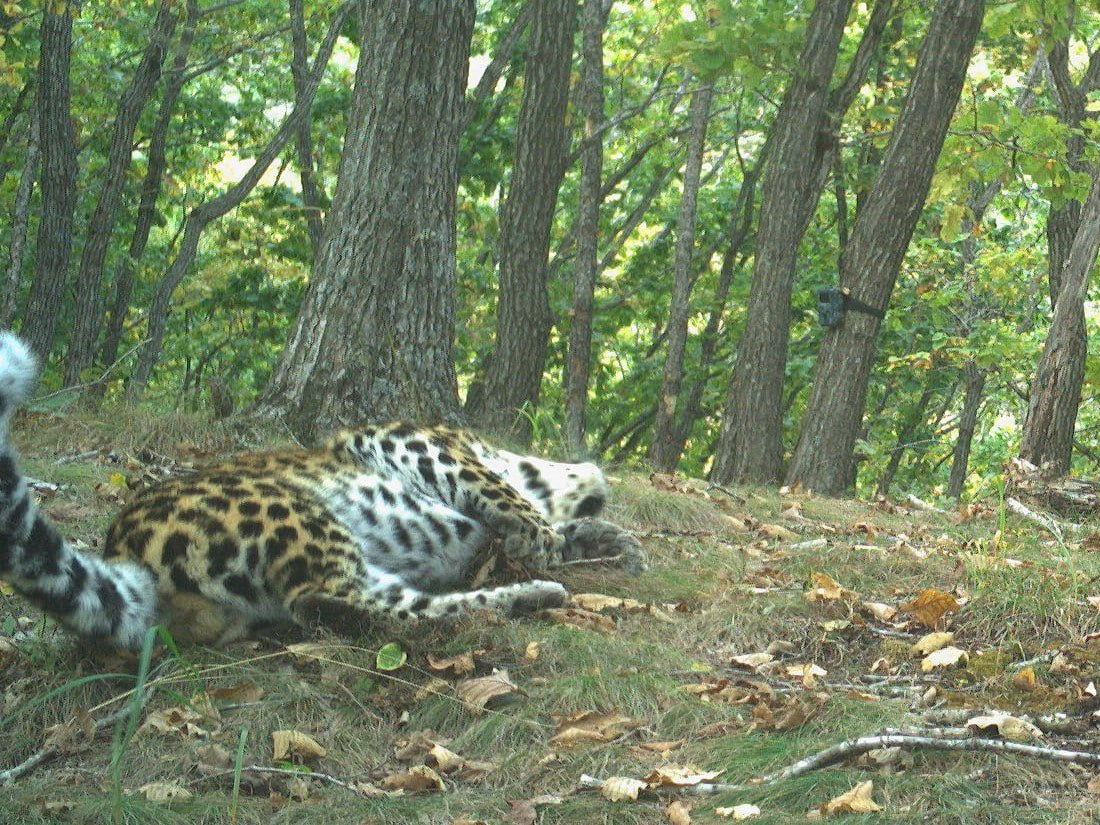 Солнечные ванны | Пикабу
