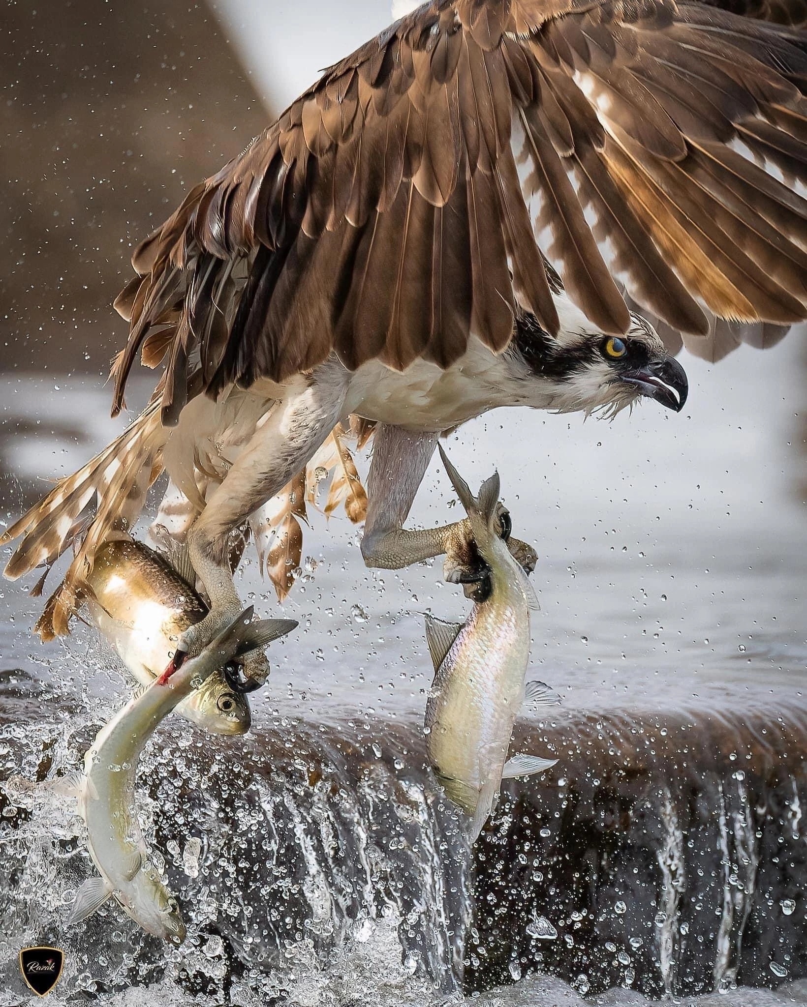 Ловкость лап | Пикабу