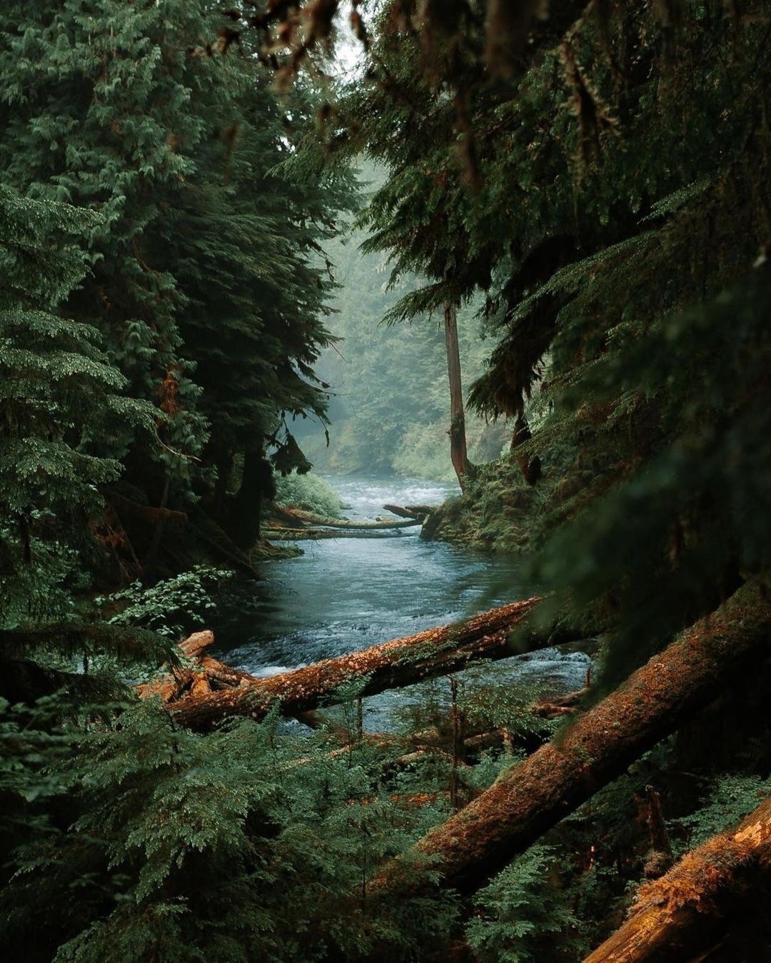 Река в лесу | Пикабу