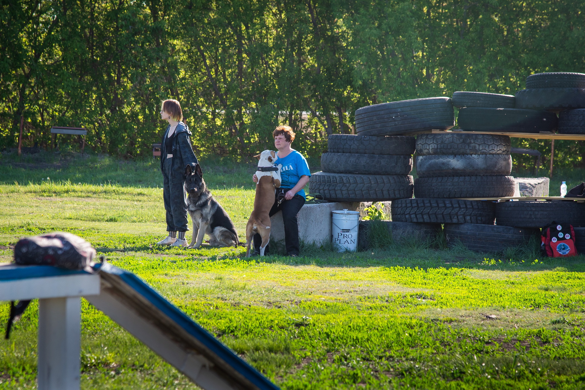 Дрессировка собак в Омске - ОЦССС | Пикабу