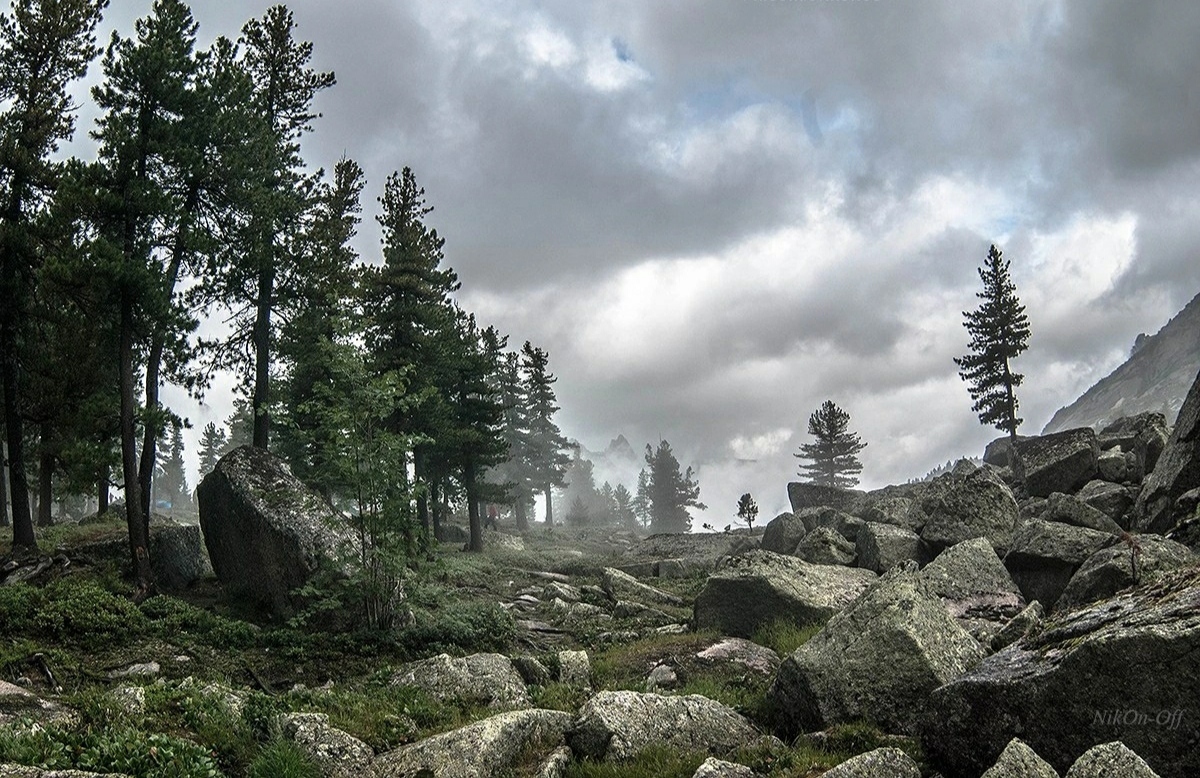 Three pines. Аджария три сосны. Заблудиться в трех соснах рисунок.