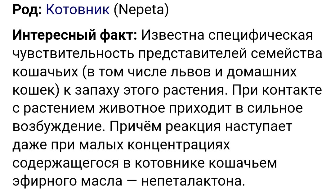 Котовник для котов! | Пикабу