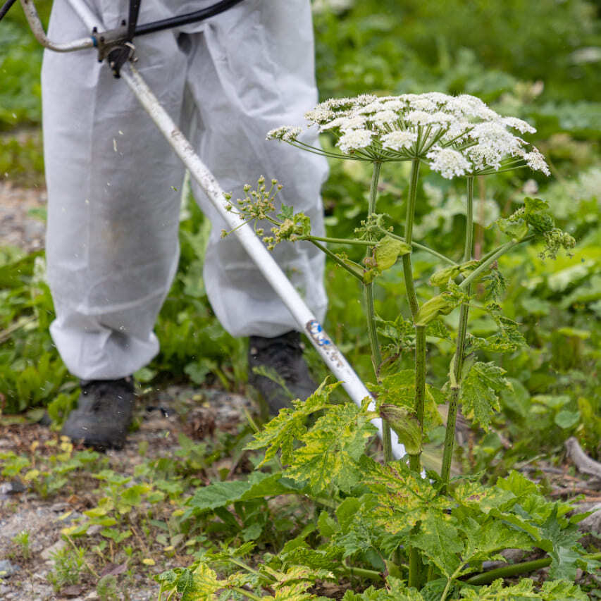 Россиян заставят платить за уничтожение борщевика на заброшенных дачах ...