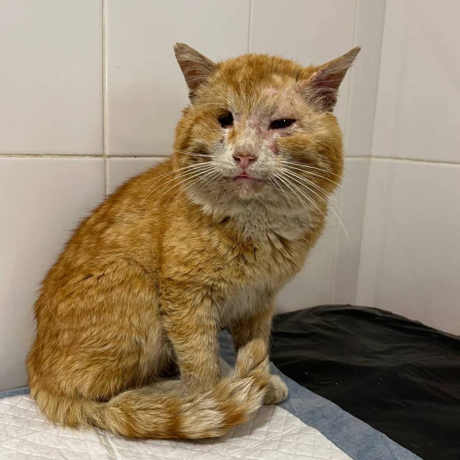 Уличный кот потерял глаз и сам пришел за помощью к людям | Пикабу