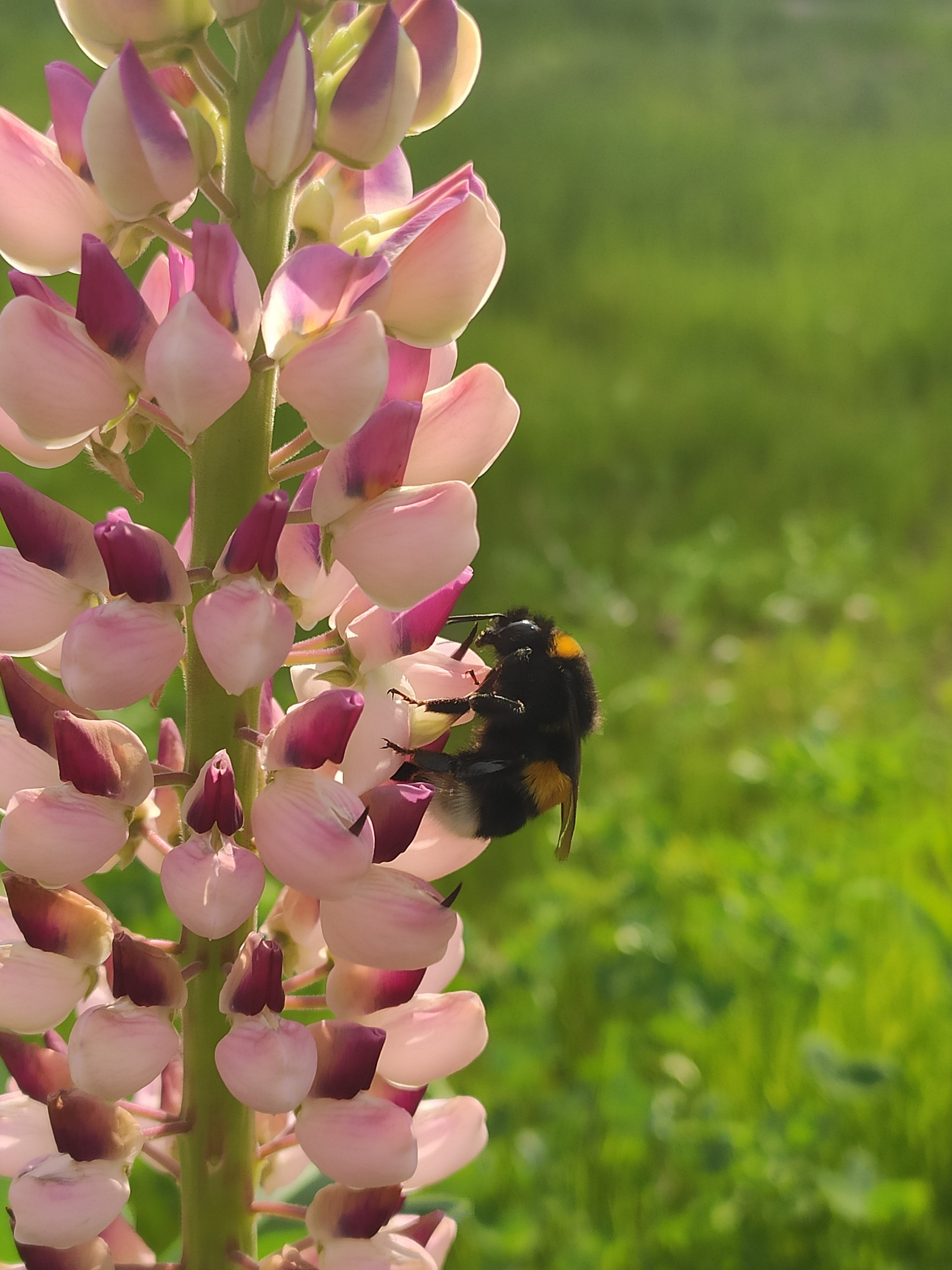 Цветок и Шмель | Пикабу