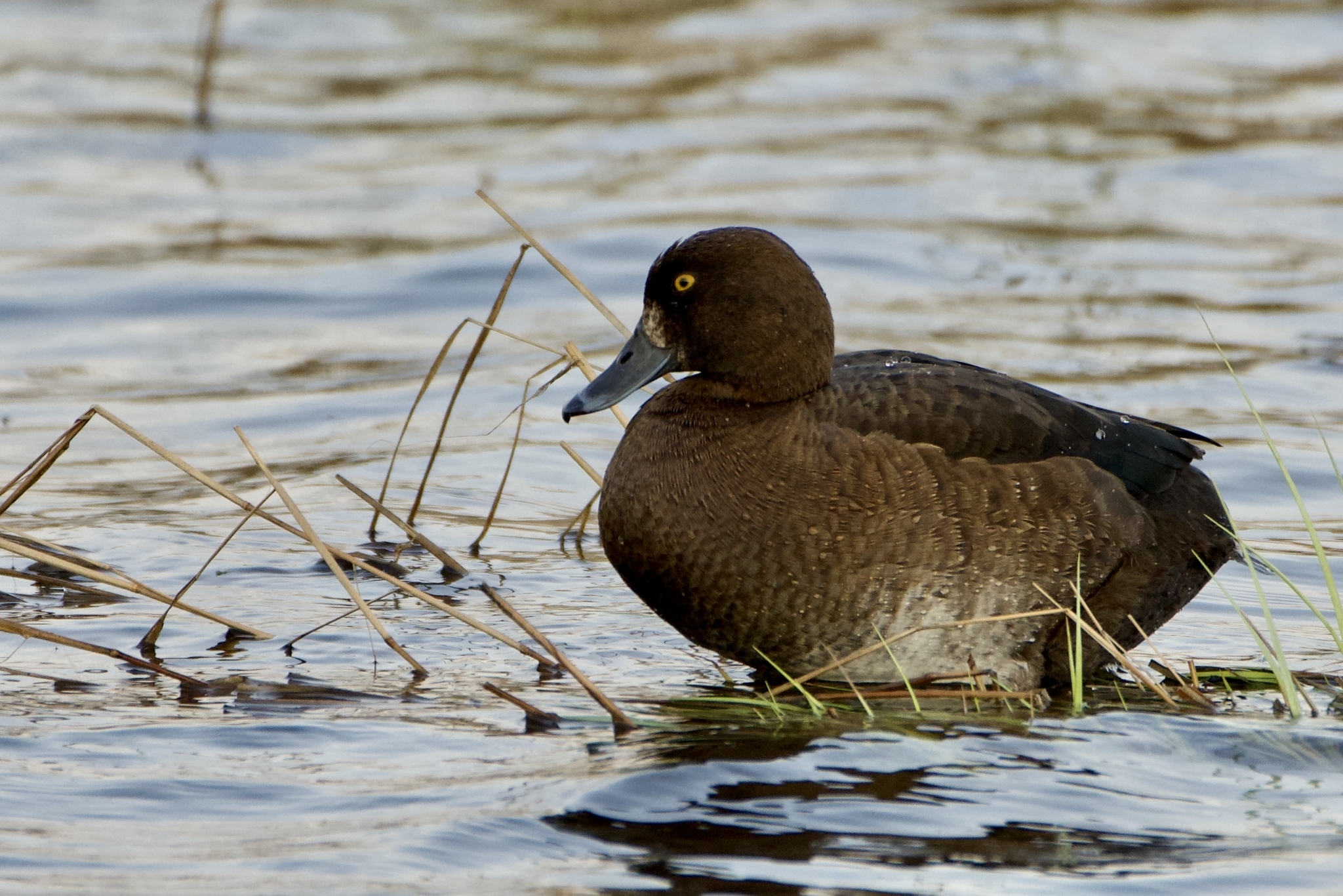 Хохлатая чернеть | Пикабу