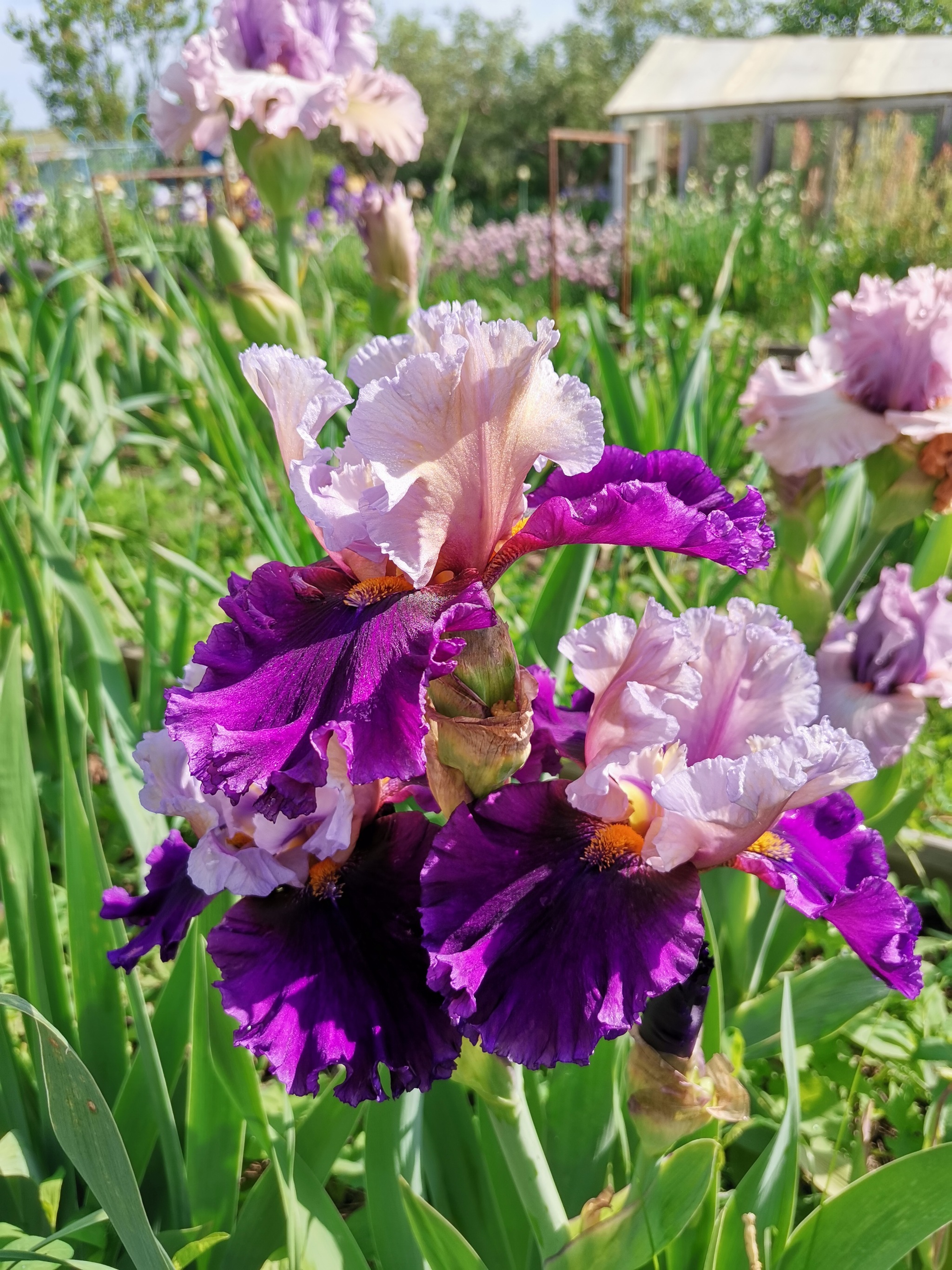 Цветение ирисов 2023, продолжение | Пикабу