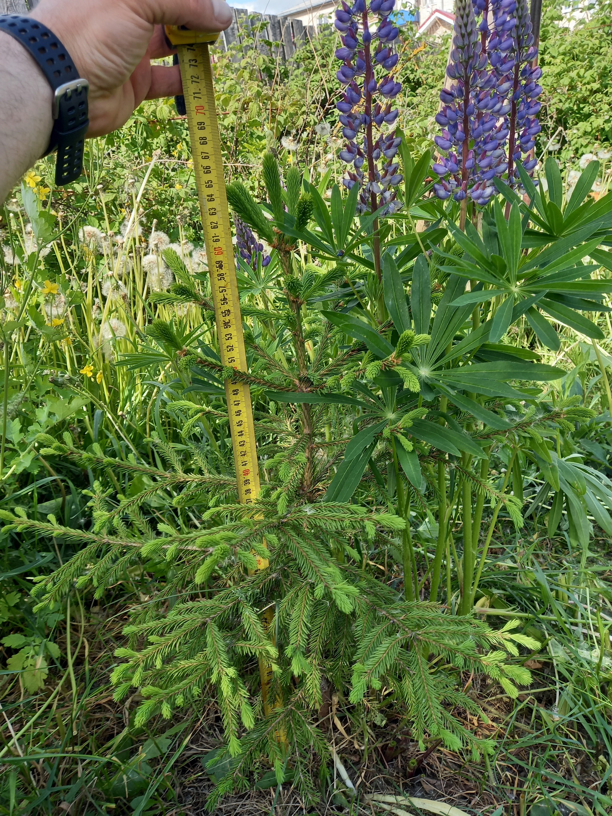 Какое хвойное дерево быстро растет в России Какое хвойное дерево быстро растет в России