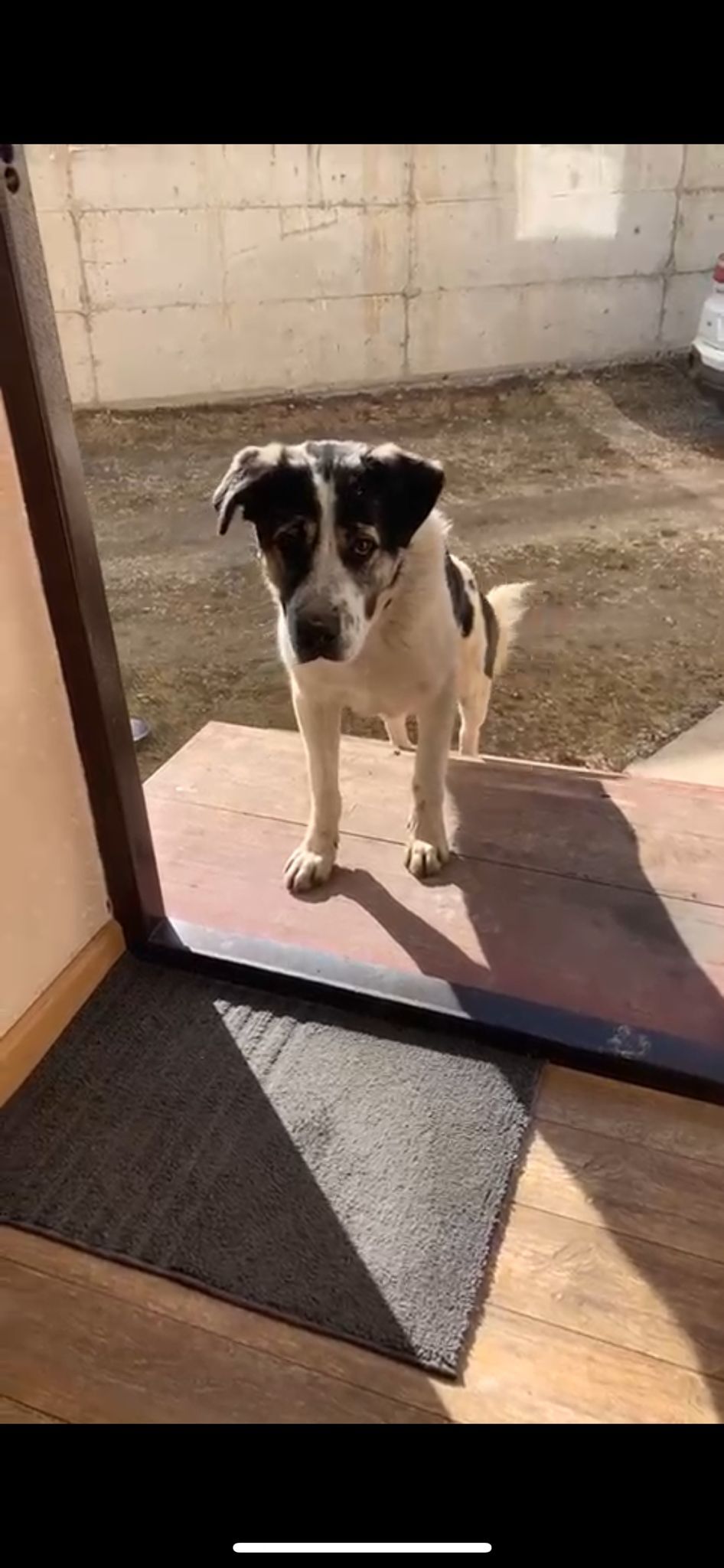 Пропала собака / Кисловодск | Пикабу