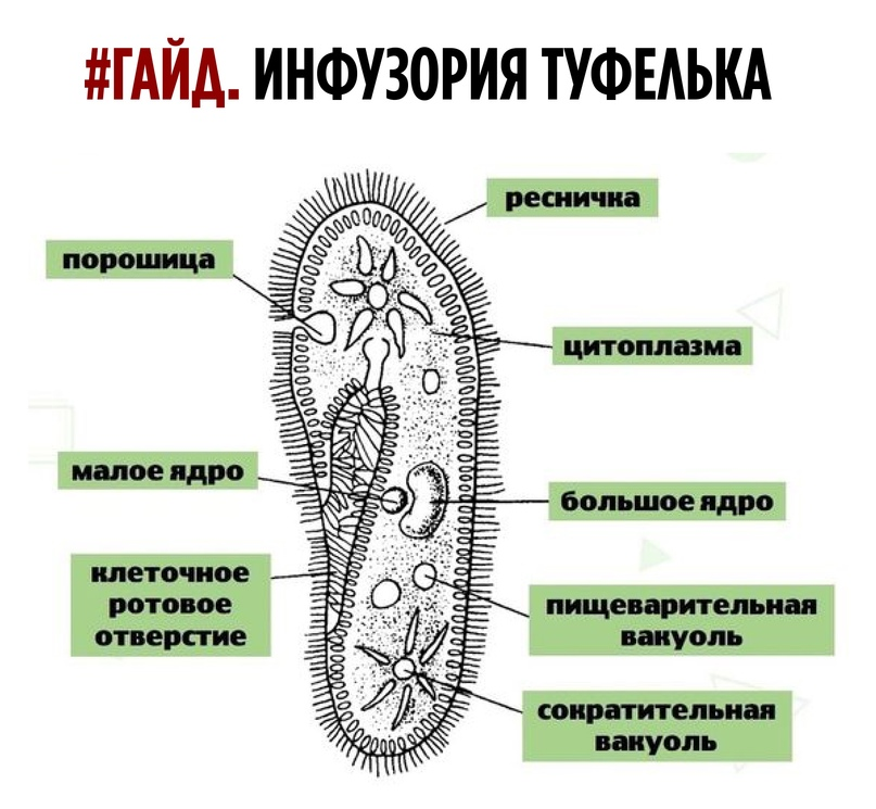 Отпечаток дизайнерского ботинка