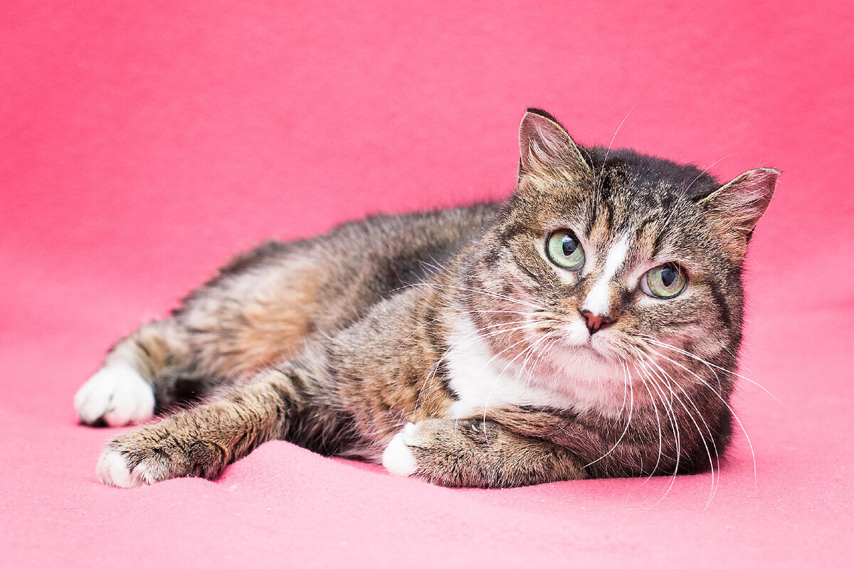 С обмороженными ушками | Пикабу