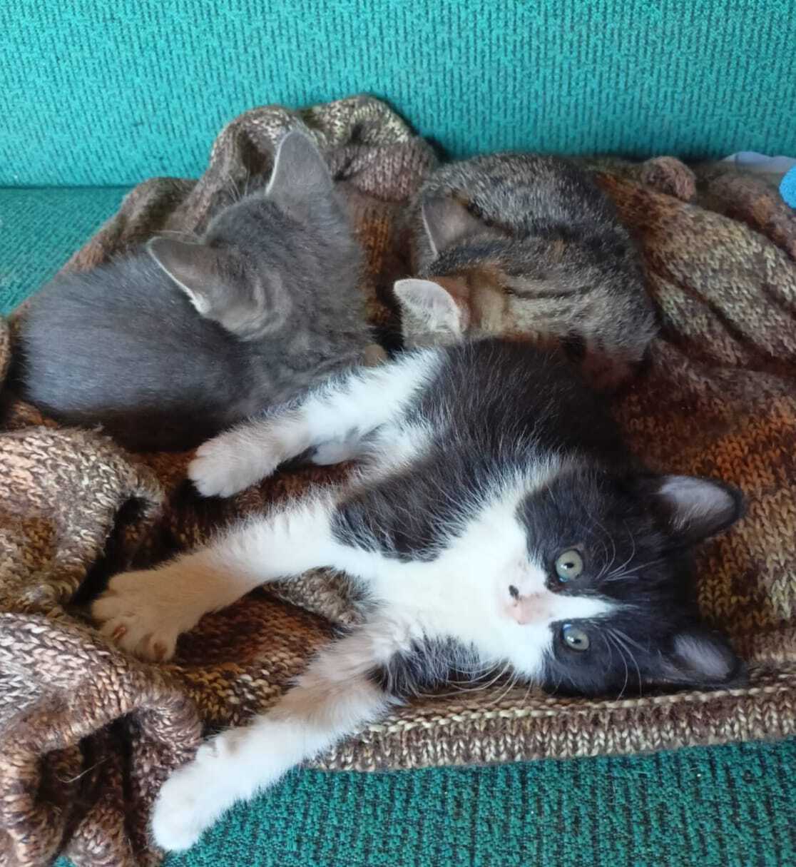 Беспородные котята
