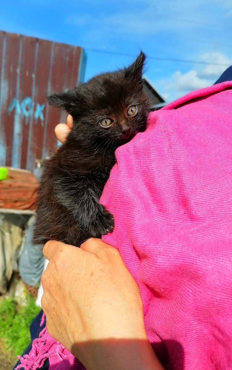 Кто-то вынес котят и кошку в частный сектор. Нужны дома. СПб и ЛО. Любань.  Без рейтинга | Пикабу