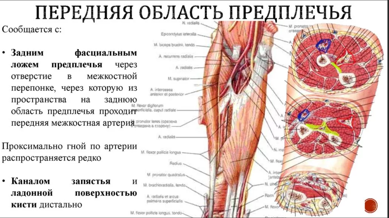 Треть предплечья. Топография клетчаточных пространств в передней области предплечья. Фасциальные ложа передней области предплечья. Задняя поверхность предплечья топографическая анатомия. Послойное строение задней области предплечья.