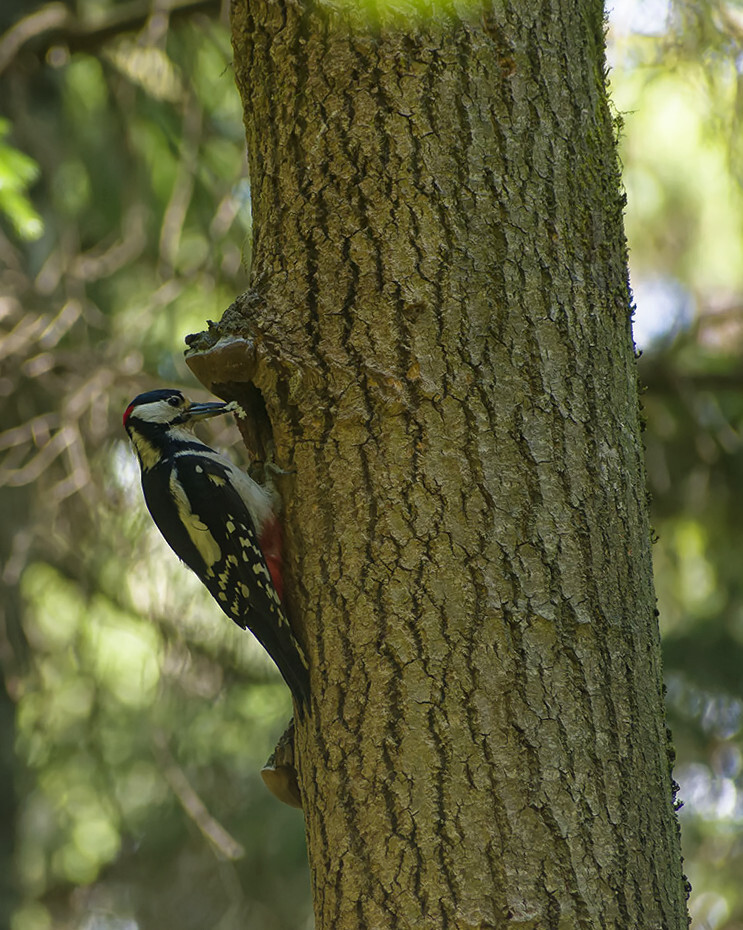 Углеводная диета | Пикабу
