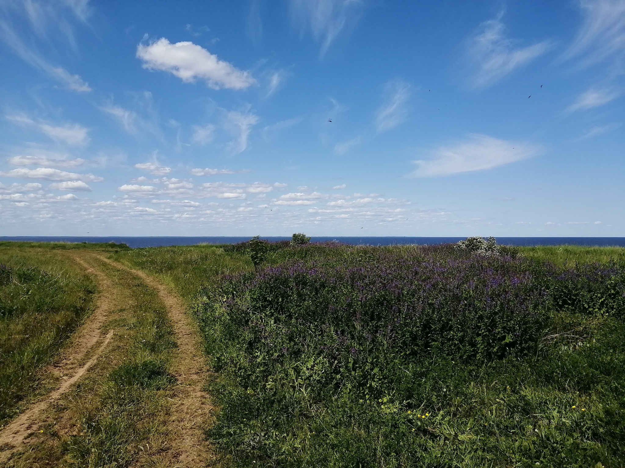 Глинт новгородская область