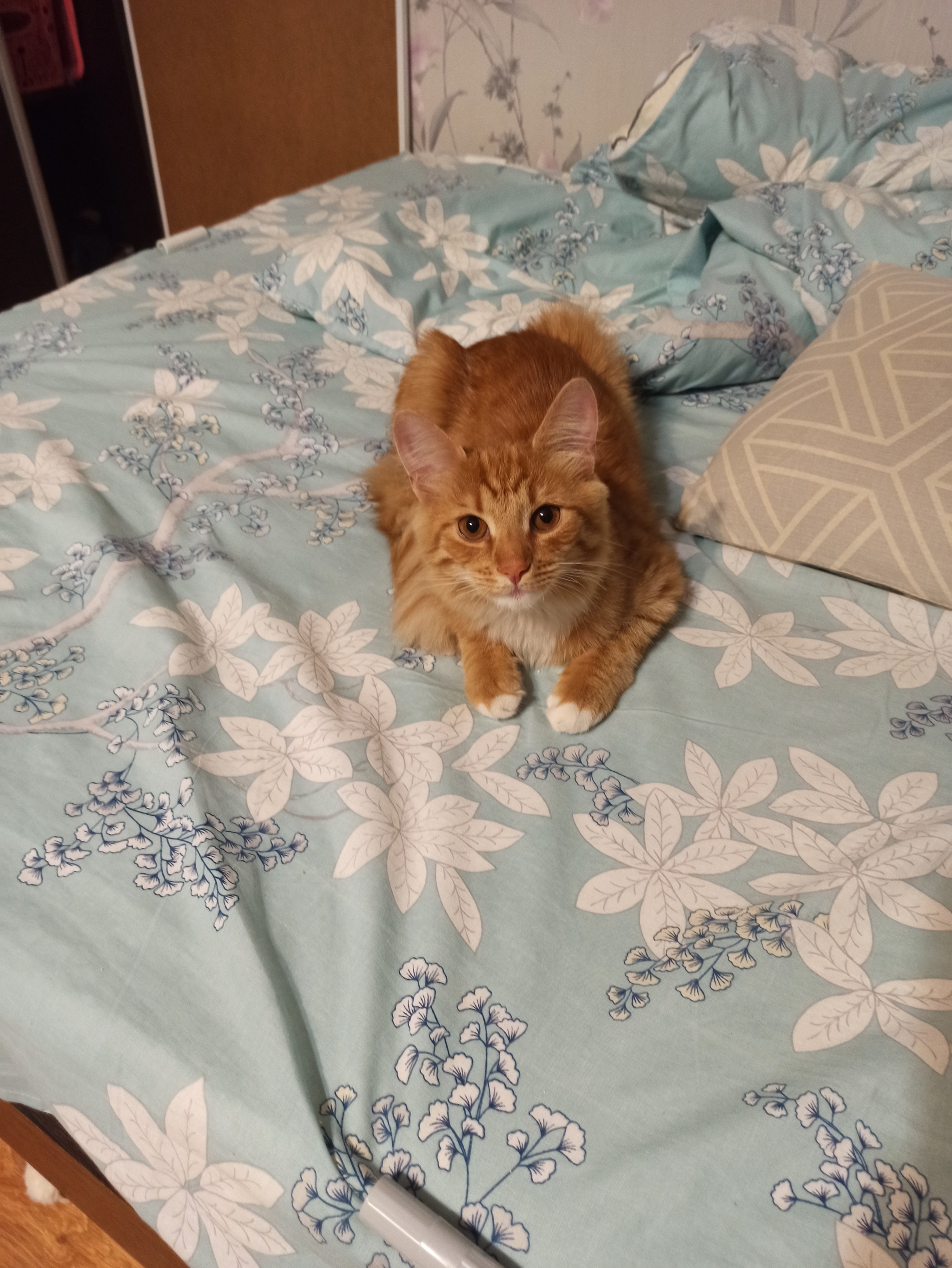 Кот в добрые руки | Пикабу