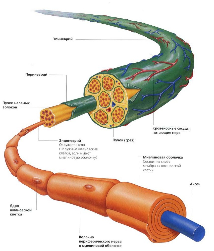 Нервы под микроскопом | Пикабу