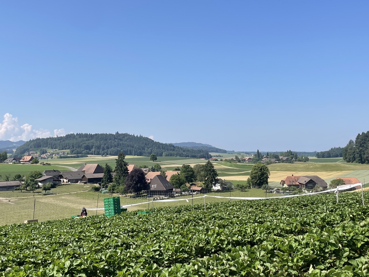 Воскресная клубника и маки | Пикабу