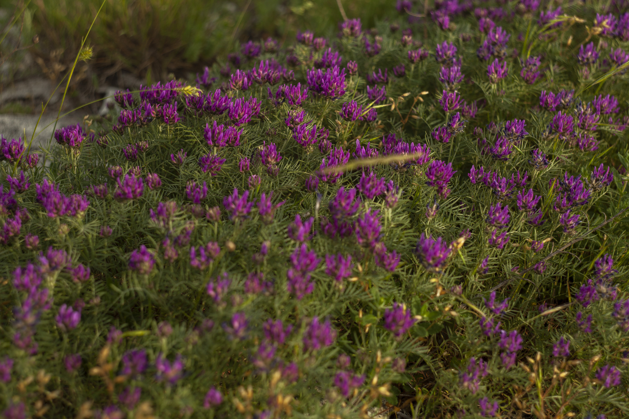 Цветы с черноморского побережья | Пикабу