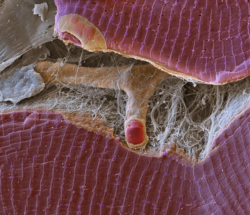 Организм под микроскопом