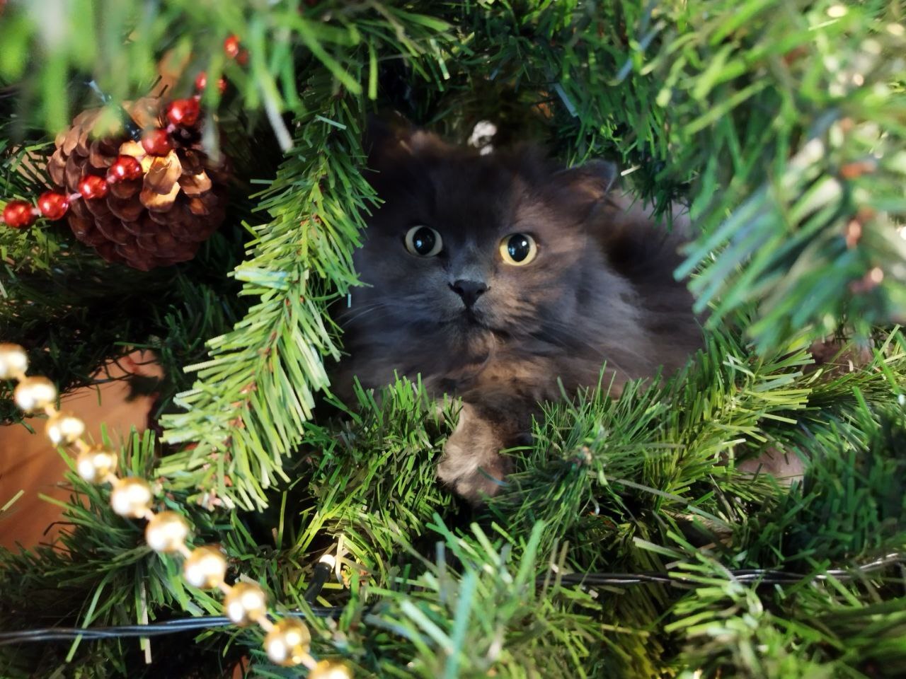 Бунд с котиками! | Пикабу