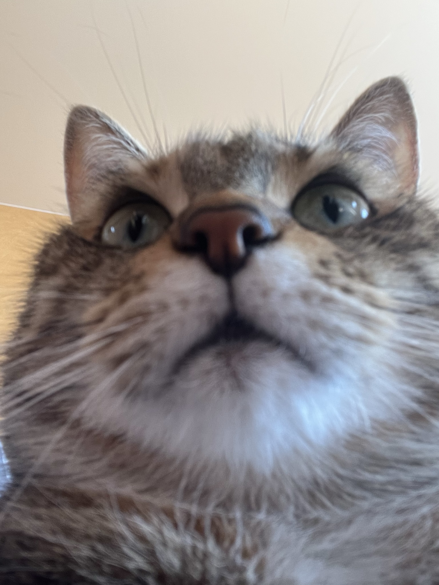 Котик тоже хочет плюсов | Пикабу