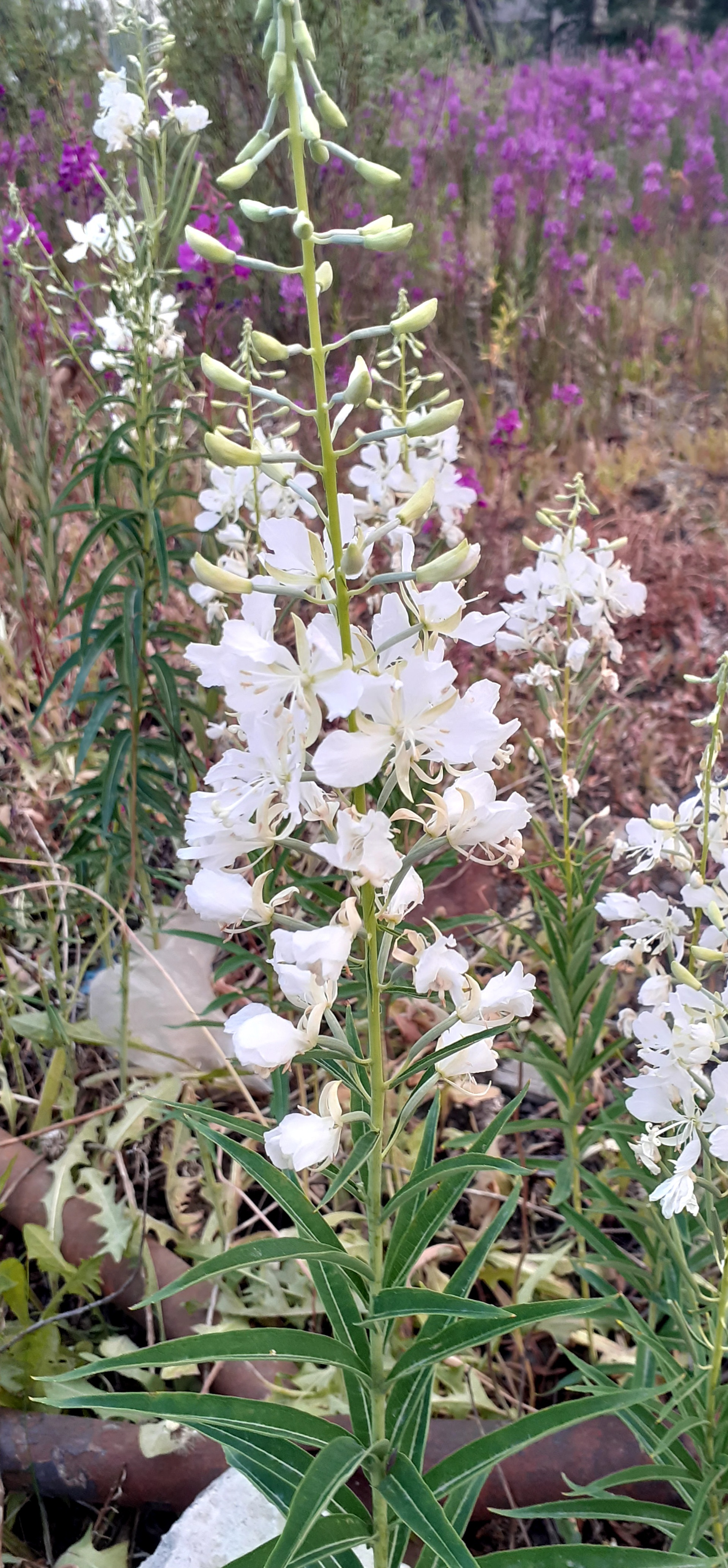 Белый Иван чай | Пикабу