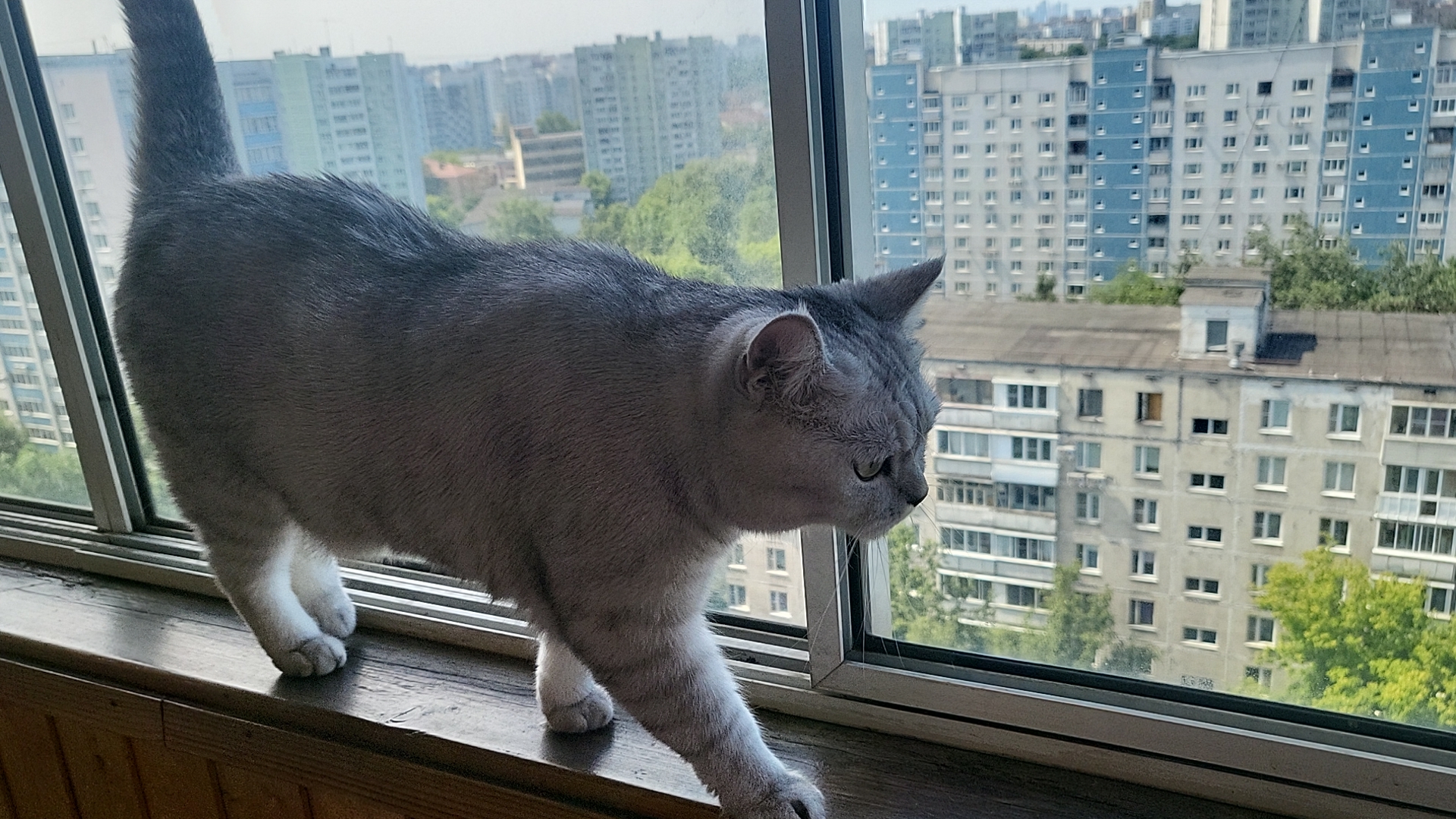 Обмен плюсов на котофото | Пикабу