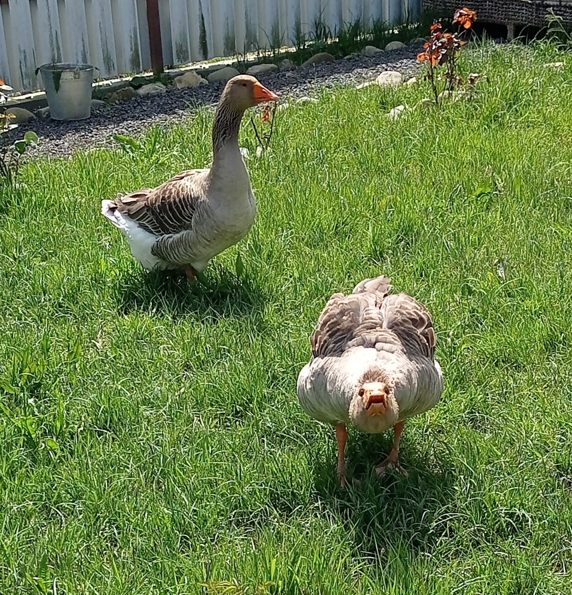 Ответ на пост «Они спасли Рим" | Пикабу
