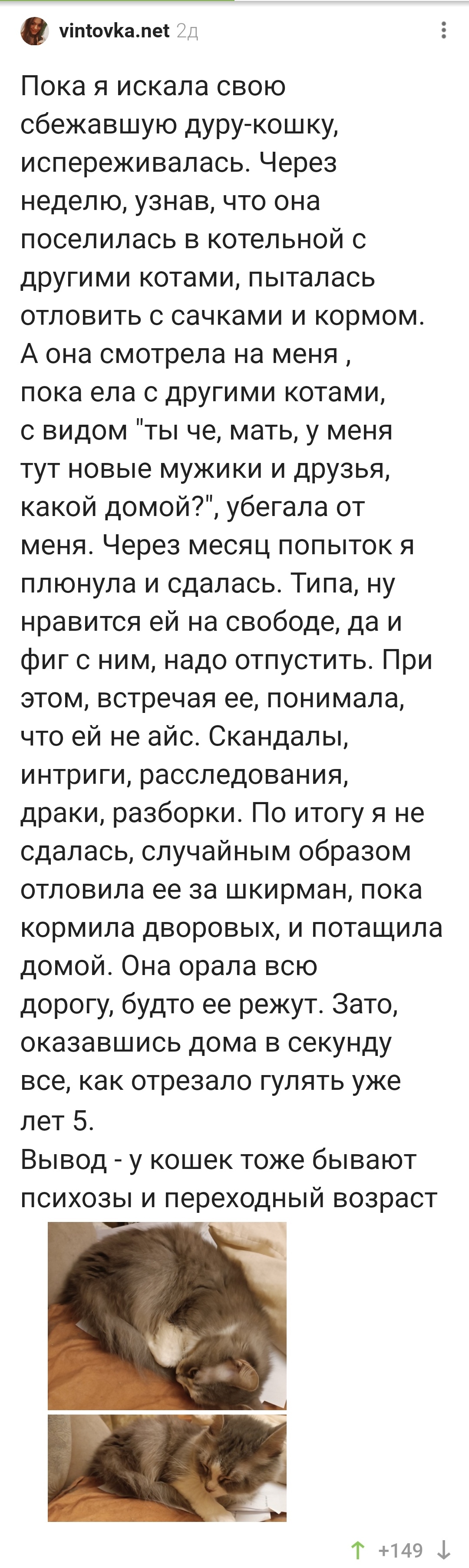 Дайте кошке свободу! А потом пустите назад, в уютненькое)... | Пикабу