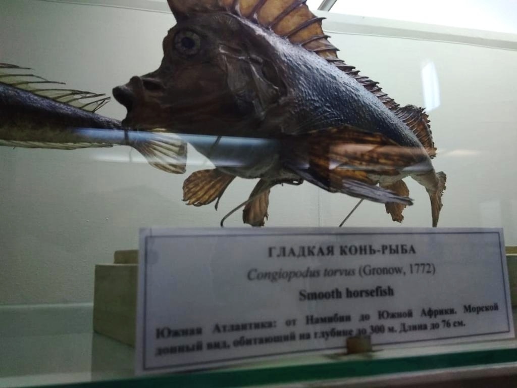 Какой ученый поможет определить название рыбки. Какой ученый поможет определить название рыбки