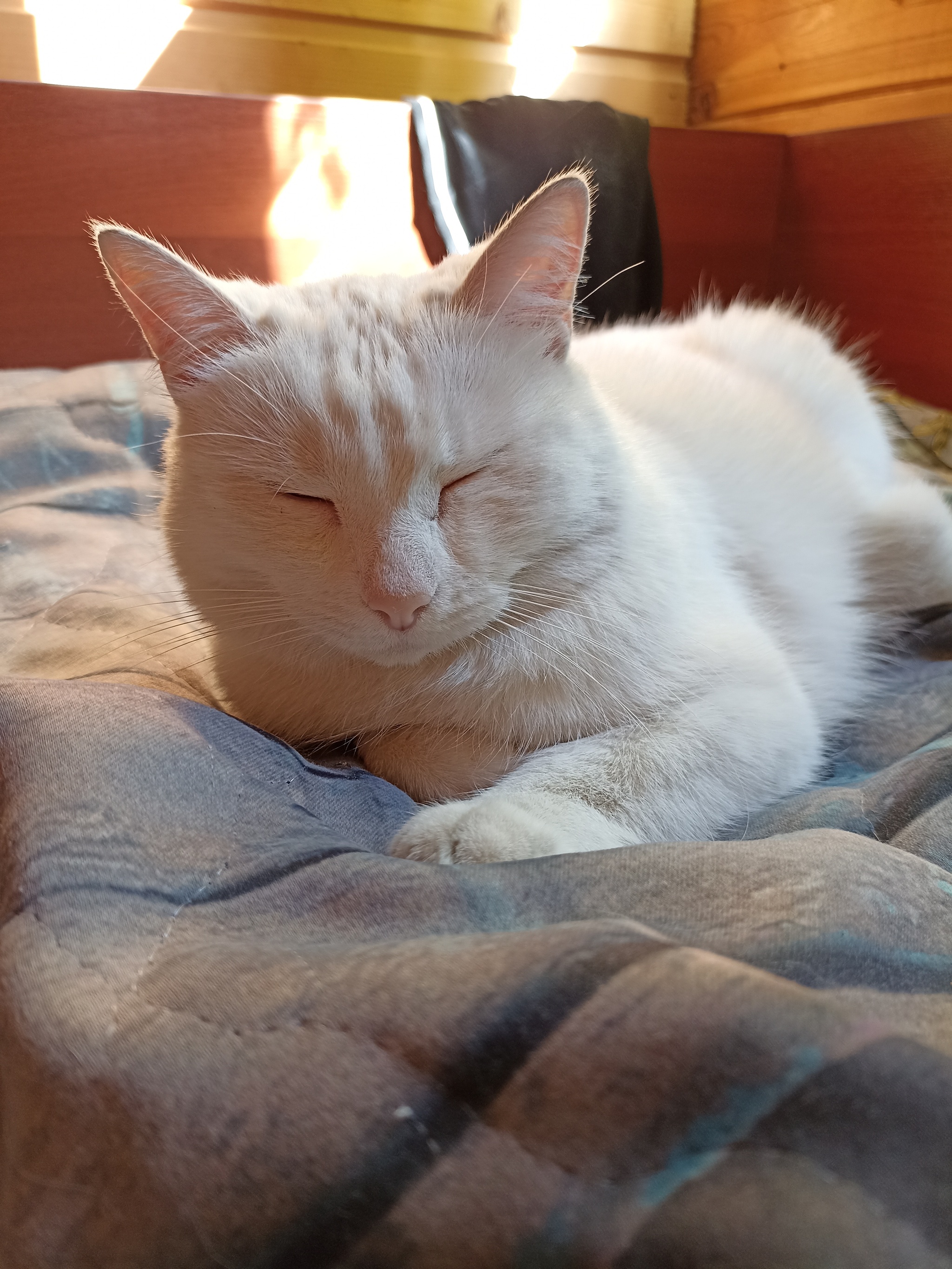 Медовые коты | Пикабу