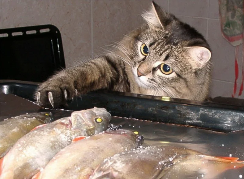Минтай коту. Кот с рыбой. Кот стащил рыбу. Кошка ворует рыбу. Кот жрет рыбу.
